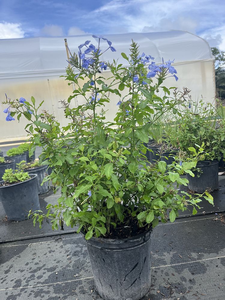 plumbago-auriculata-blue-pacific-cape-leadwort
