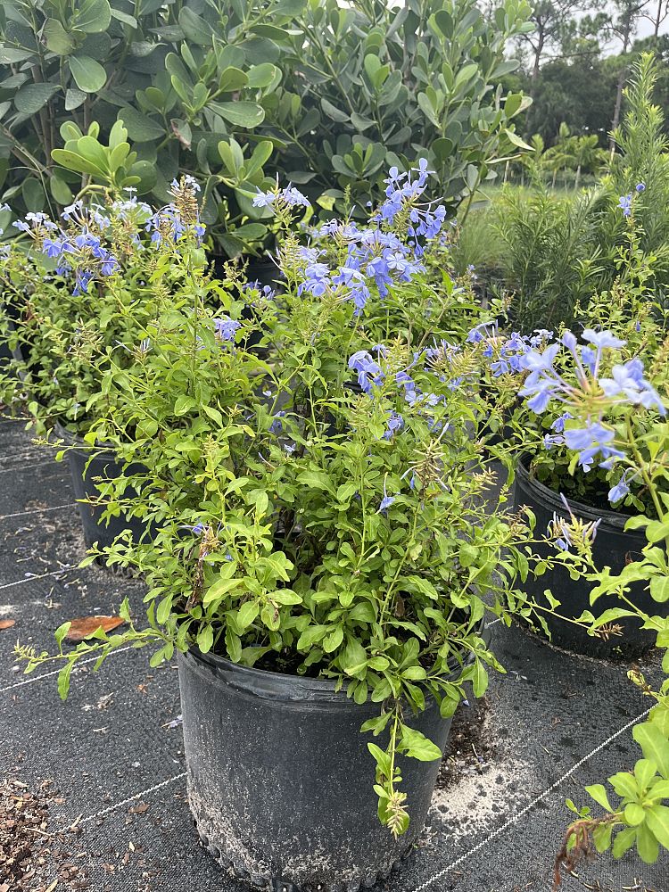 plumbago-auriculata-blue-pacific-cape-leadwort