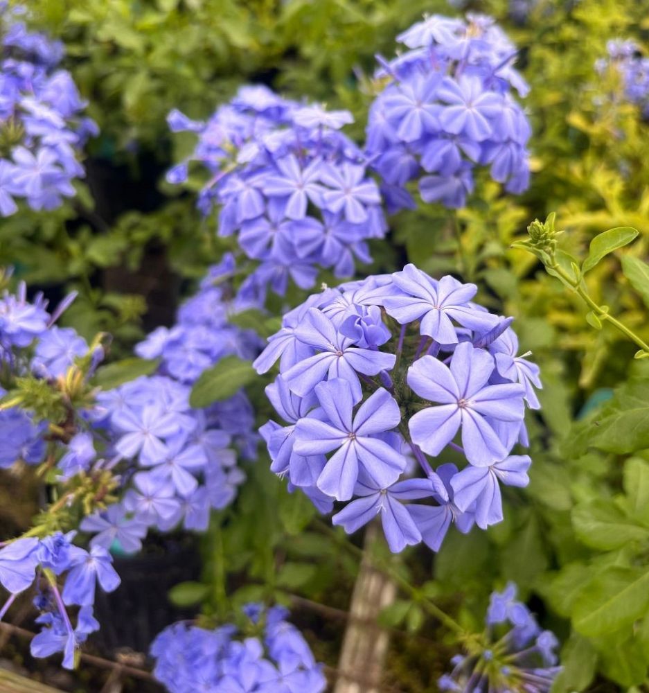 plumbago-auriculata-dwarf-blue-cape-leadwort