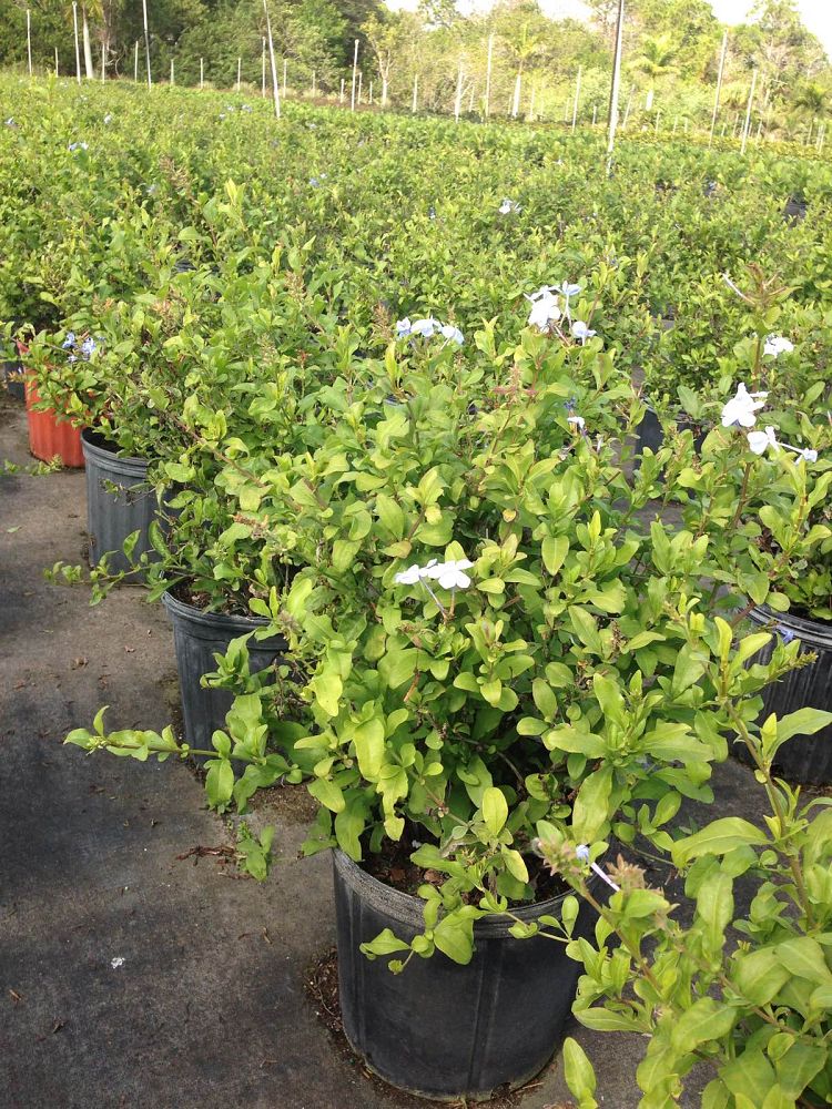 plumbago-auriculata-escapade-blue-cape-leadwort
