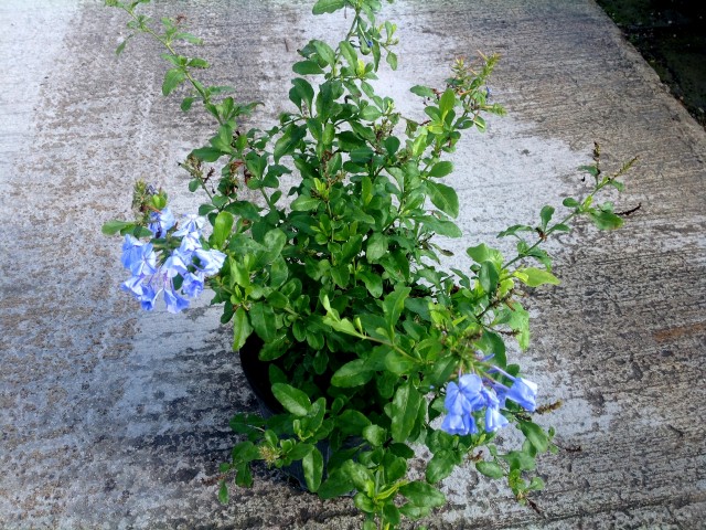 plumbago-auriculata-imperial-blue-cape-leadwort