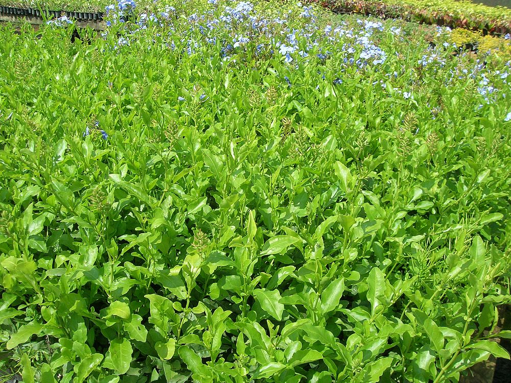 plumbago-auriculata-imperial-blue-cape-leadwort
