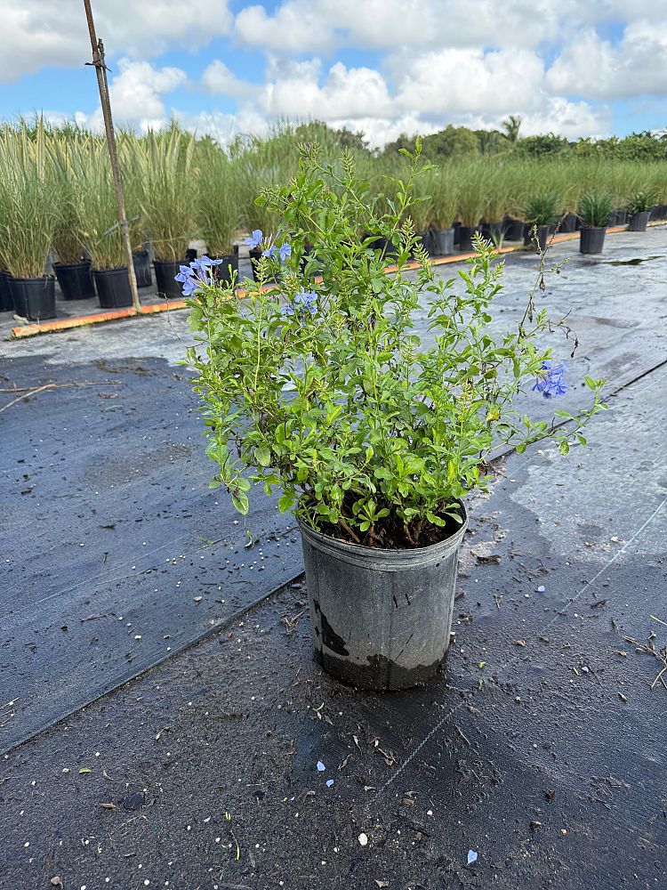 plumbago-auriculata-imperial-blue-cape-leadwort