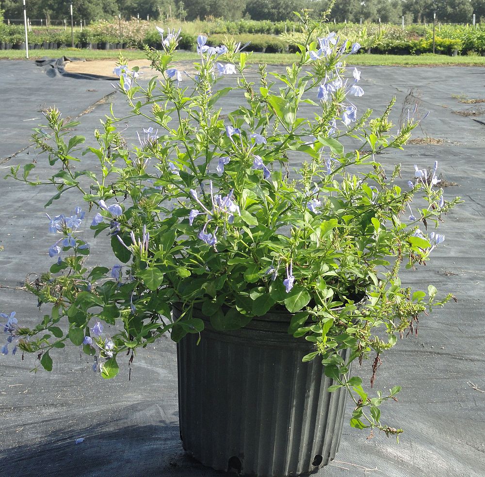 plumbago-auriculata-imperial-blue-cape-leadwort