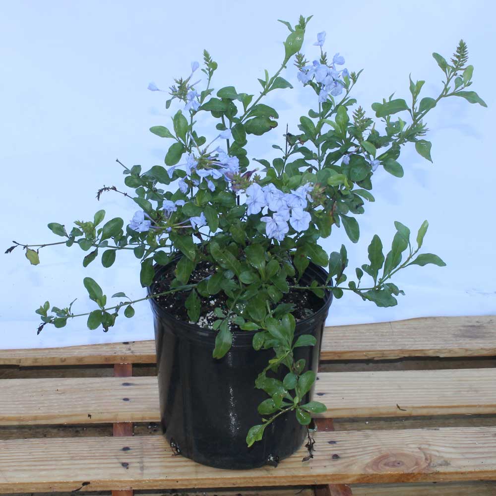 plumbago-auriculata-imperial-blue-cape-leadwort