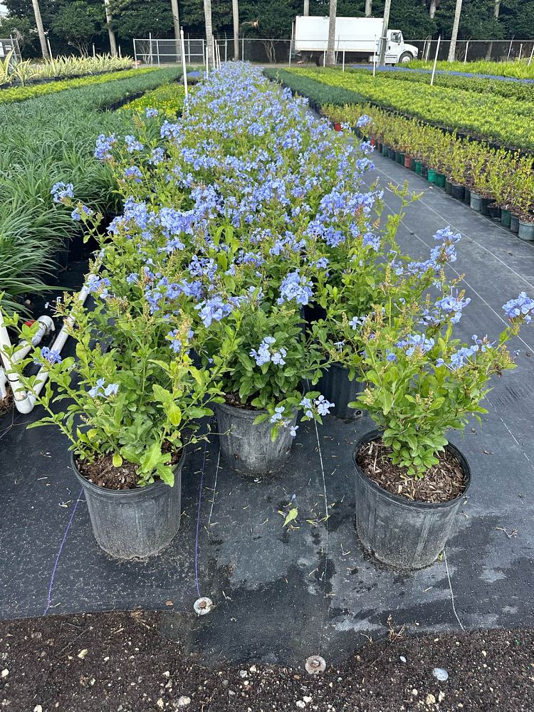 plumbago-auriculata-imperial-blue-cape-leadwort