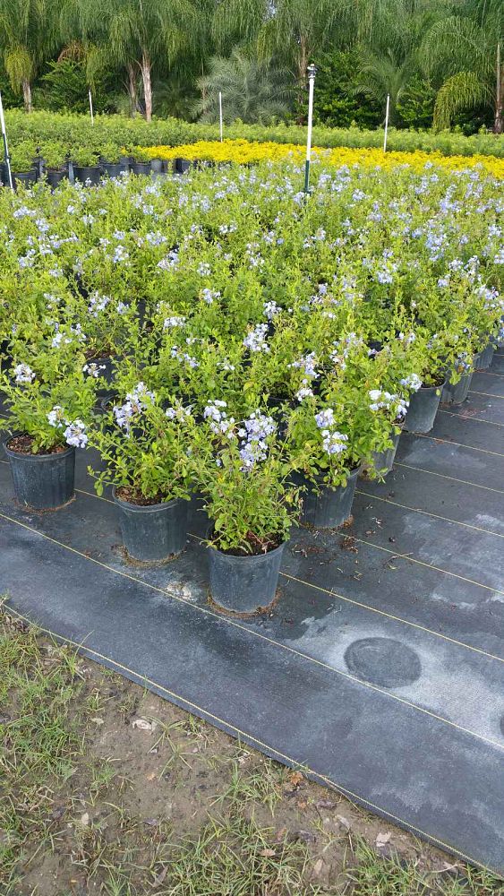 plumbago-auriculata-imperial-blue-cape-leadwort