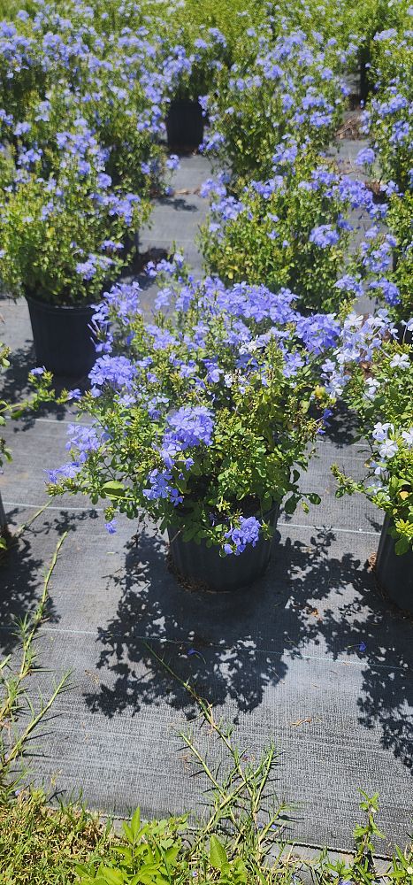 plumbago-auriculata-imperial-blue-cape-leadwort