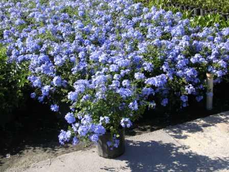 plumbago-auriculata-imperial-blue-cape-leadwort