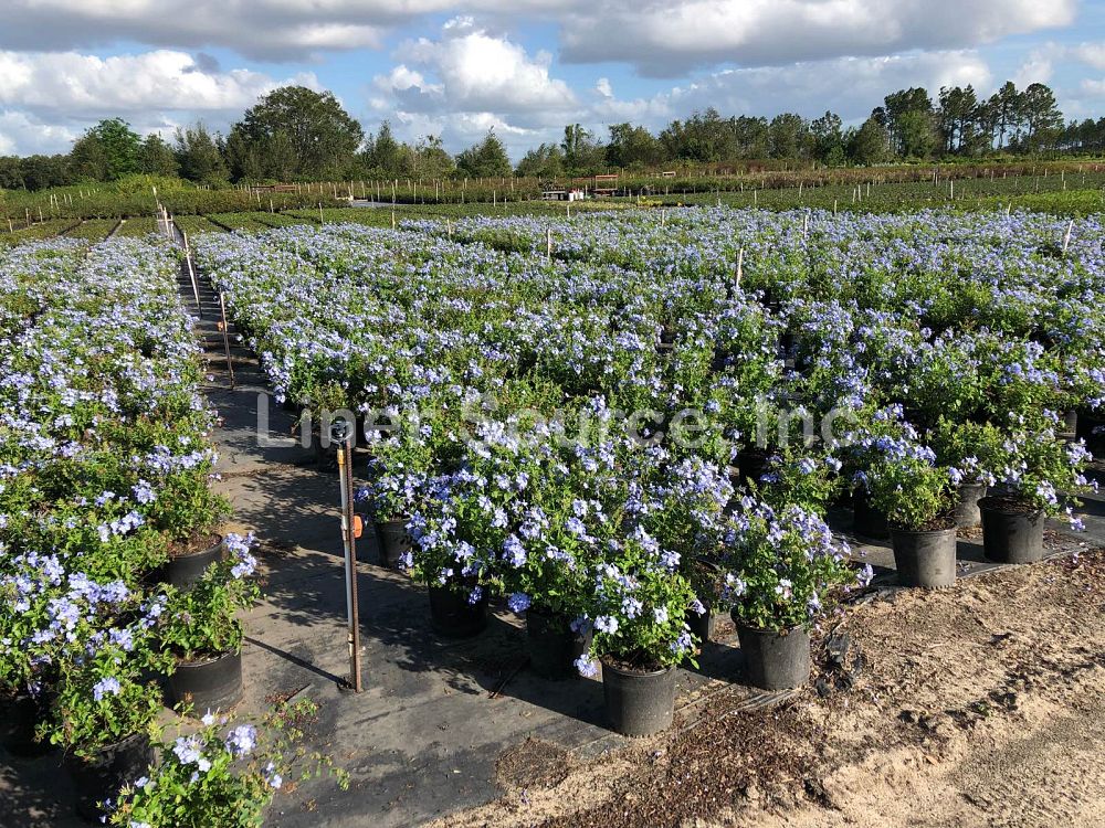 plumbago-auriculata-imperial-blue-cape-leadwort