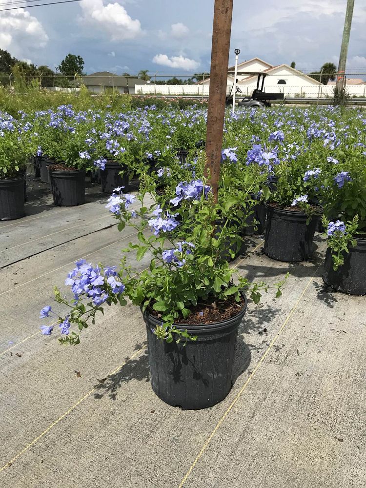 plumbago-auriculata-imperial-blue-cape-leadwort