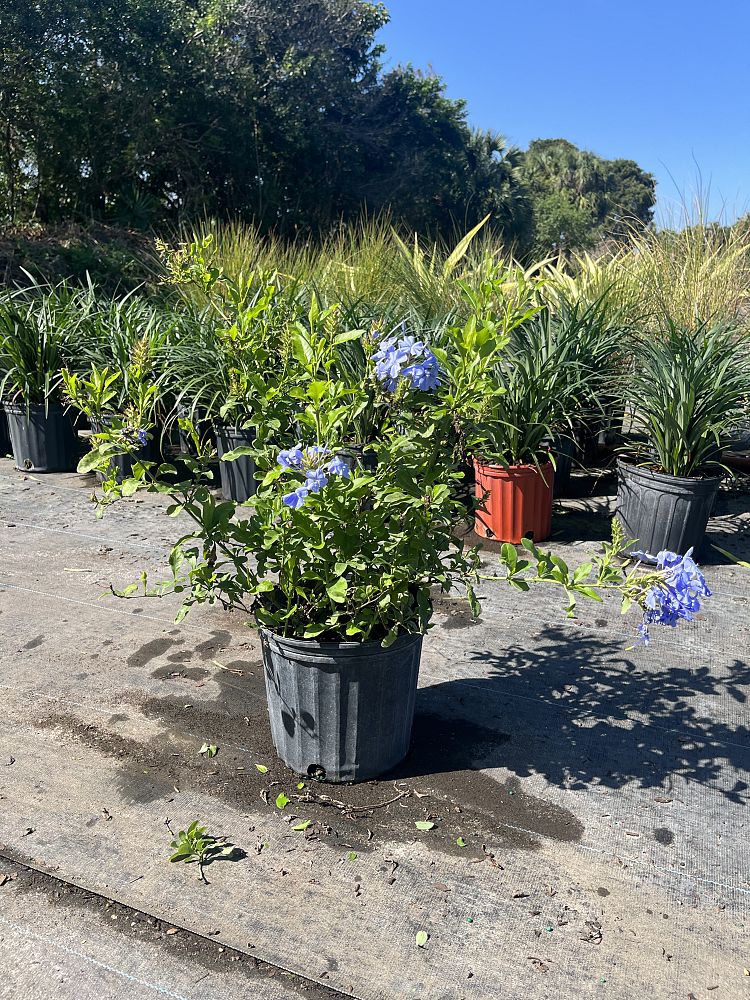 plumbago-auriculata-imperial-blue-cape-leadwort