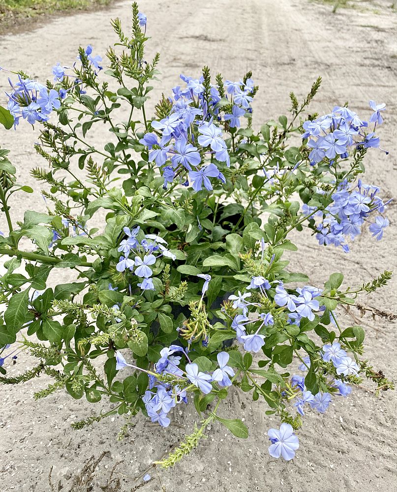 plumbago-auriculata-imperial-blue-cape-leadwort