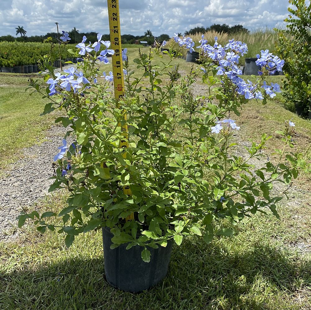 plumbago-auriculata-imperial-blue-cape-leadwort