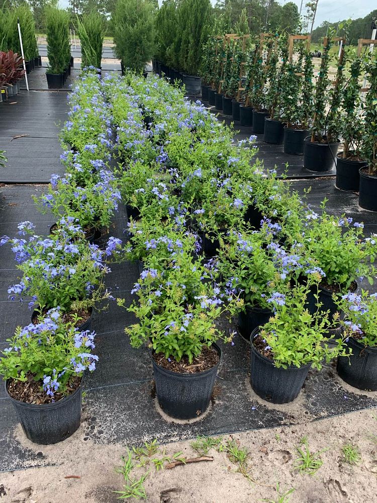 plumbago-auriculata-imperial-blue-cape-leadwort
