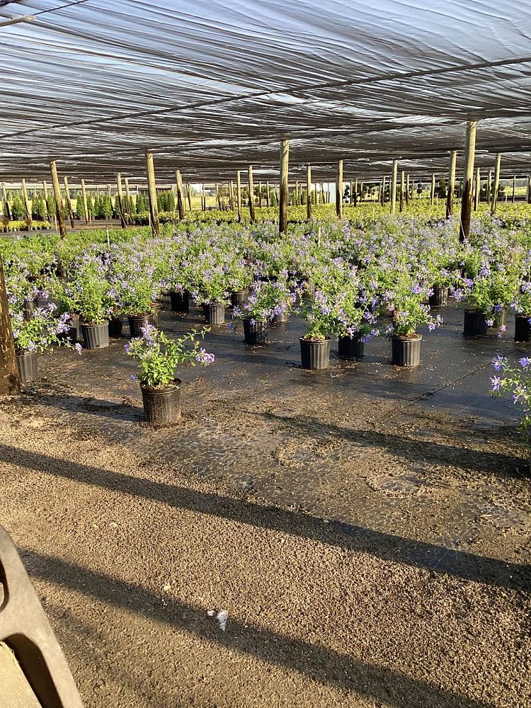 plumbago-auriculata-imperial-blue-cape-leadwort