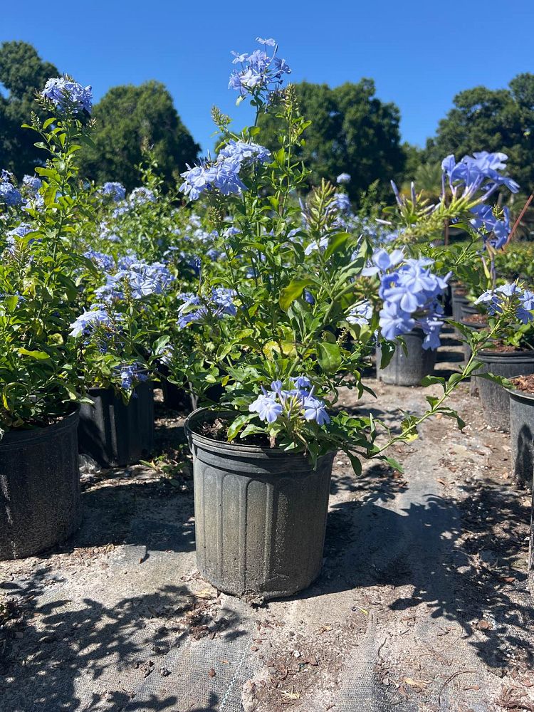 plumbago-auriculata-imperial-blue-cape-leadwort