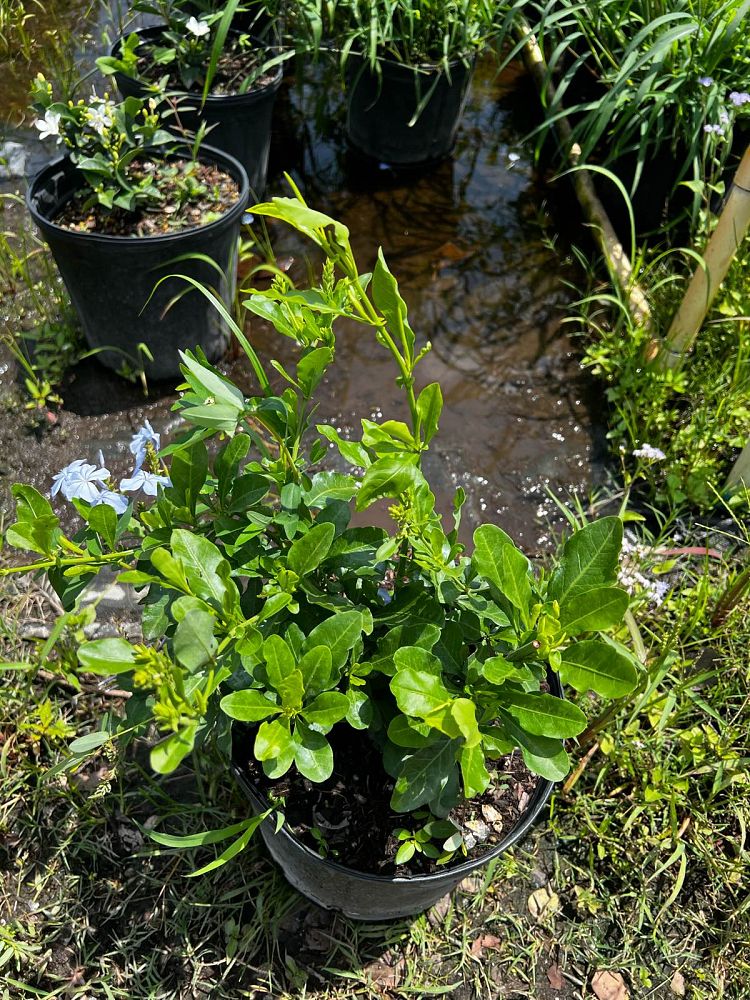 plumbago-auriculata-imperial-blue-cape-leadwort