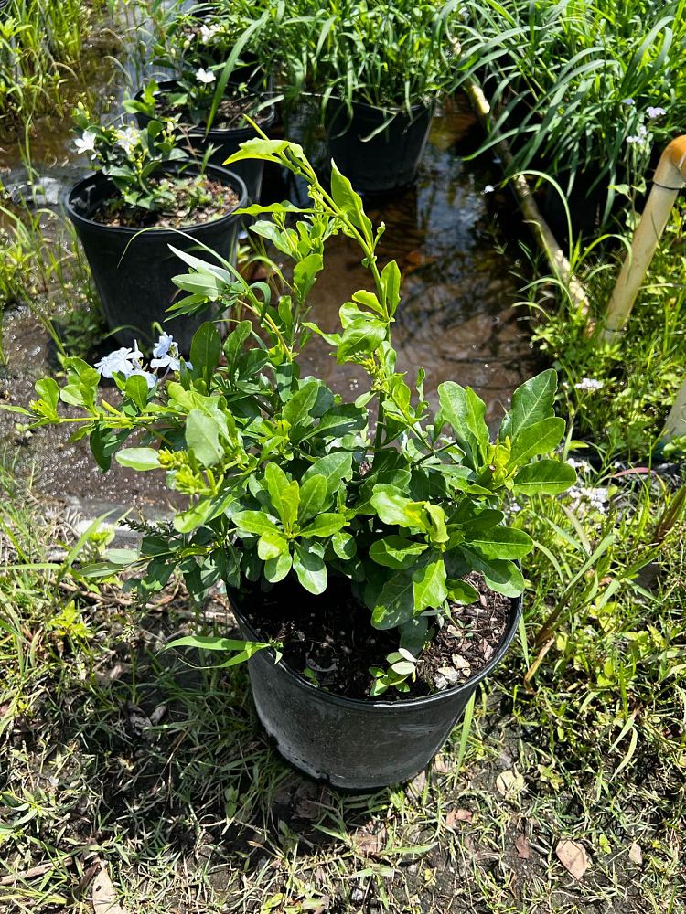 plumbago-auriculata-imperial-blue-cape-leadwort