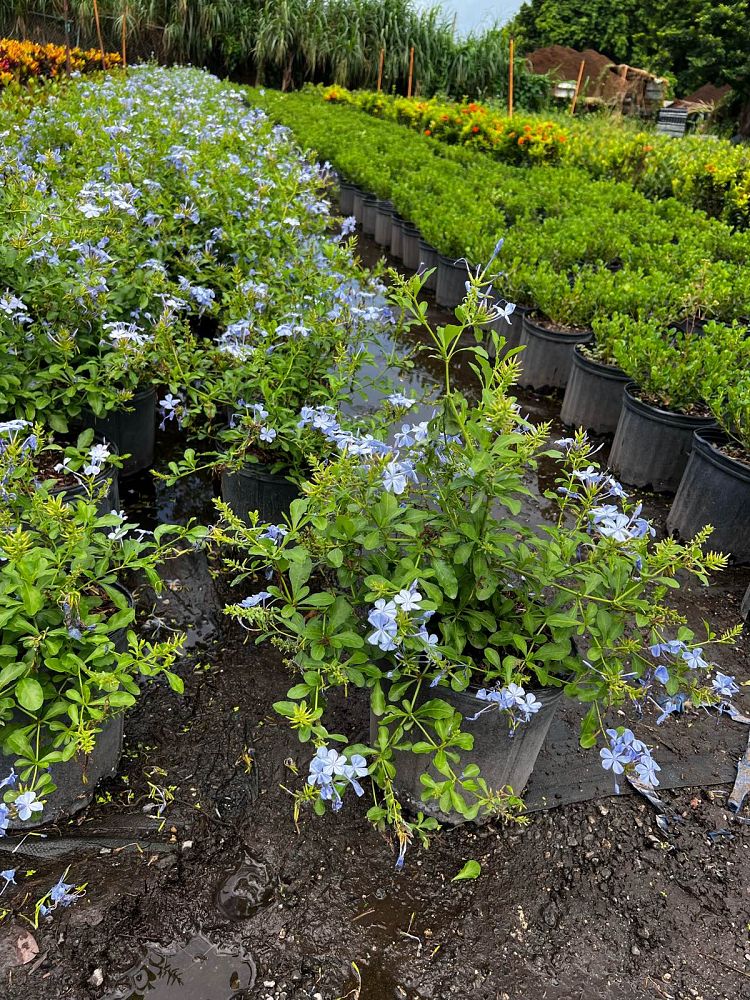 plumbago-auriculata-imperial-blue-cape-leadwort