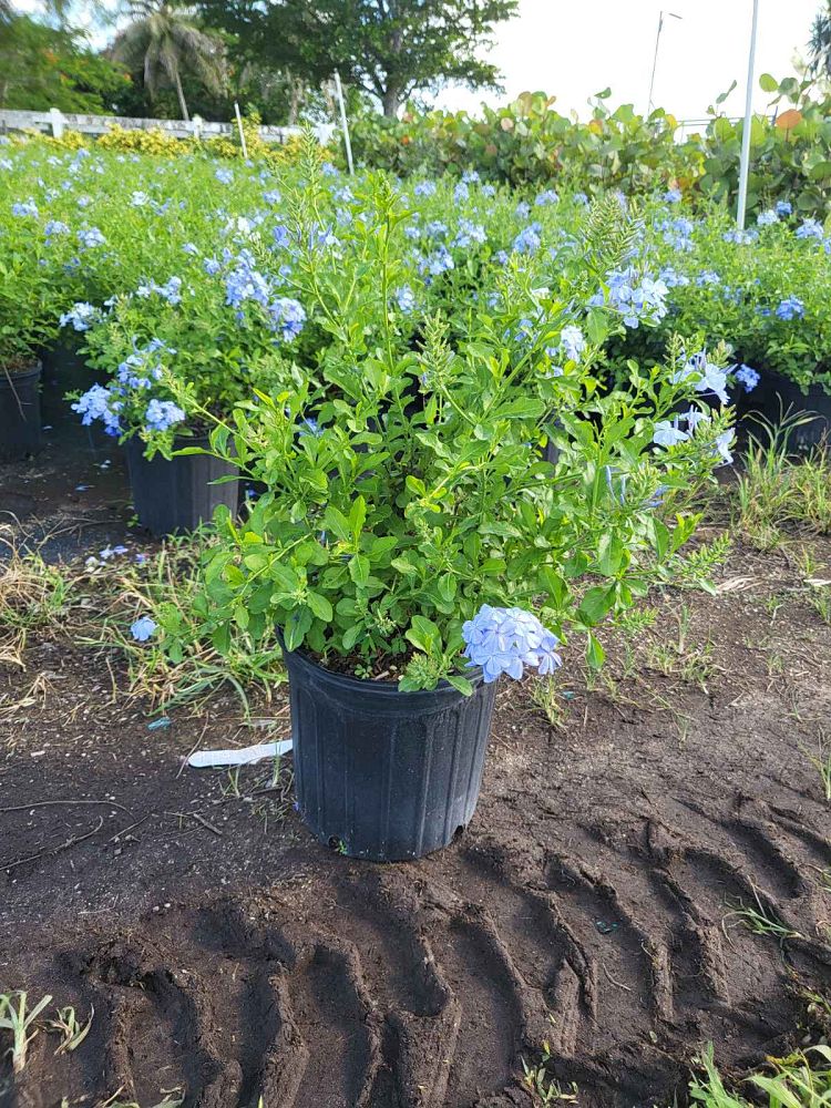 plumbago-auriculata-imperial-blue-cape-leadwort