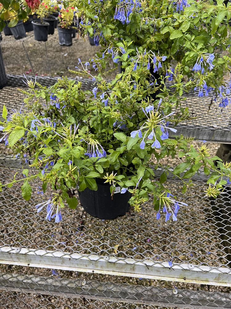 plumbago-auriculata-imperial-blue-cape-leadwort