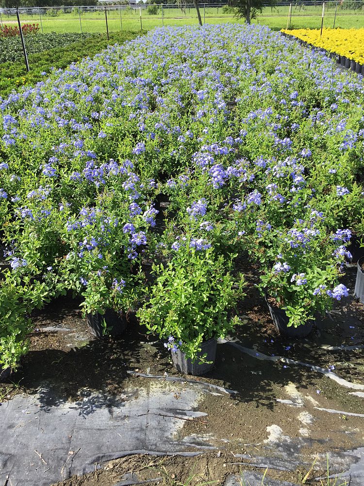 plumbago-auriculata-imperial-blue-cape-leadwort