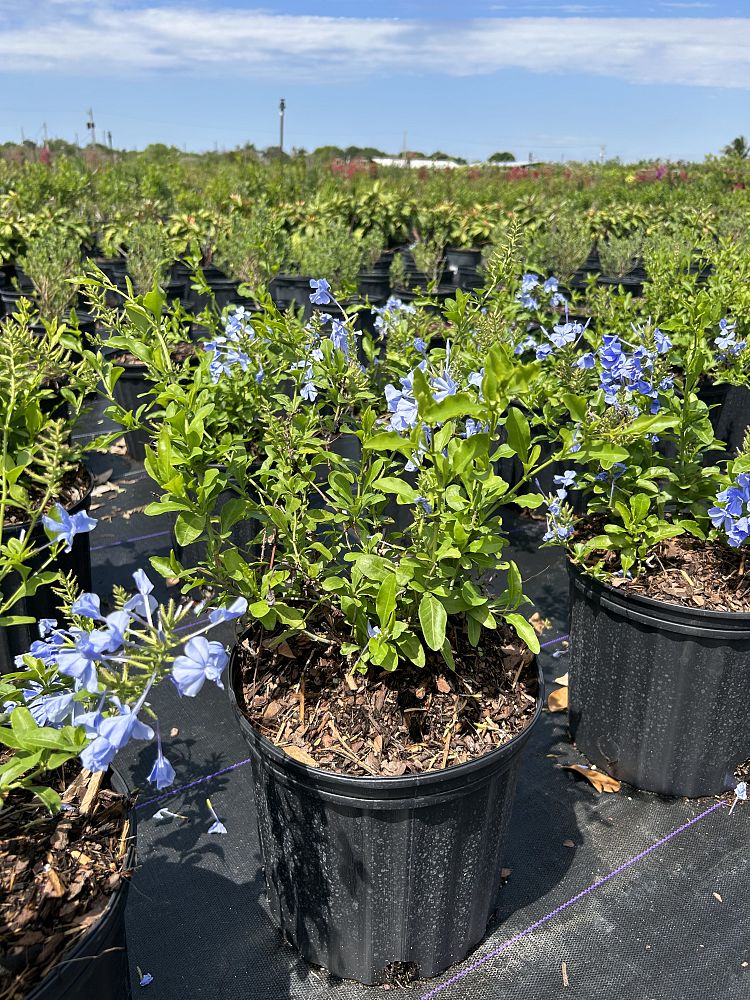 plumbago-auriculata-imperial-blue-cape-leadwort