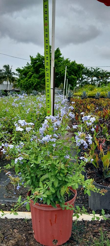 plumbago-auriculata-imperial-blue-cape-leadwort