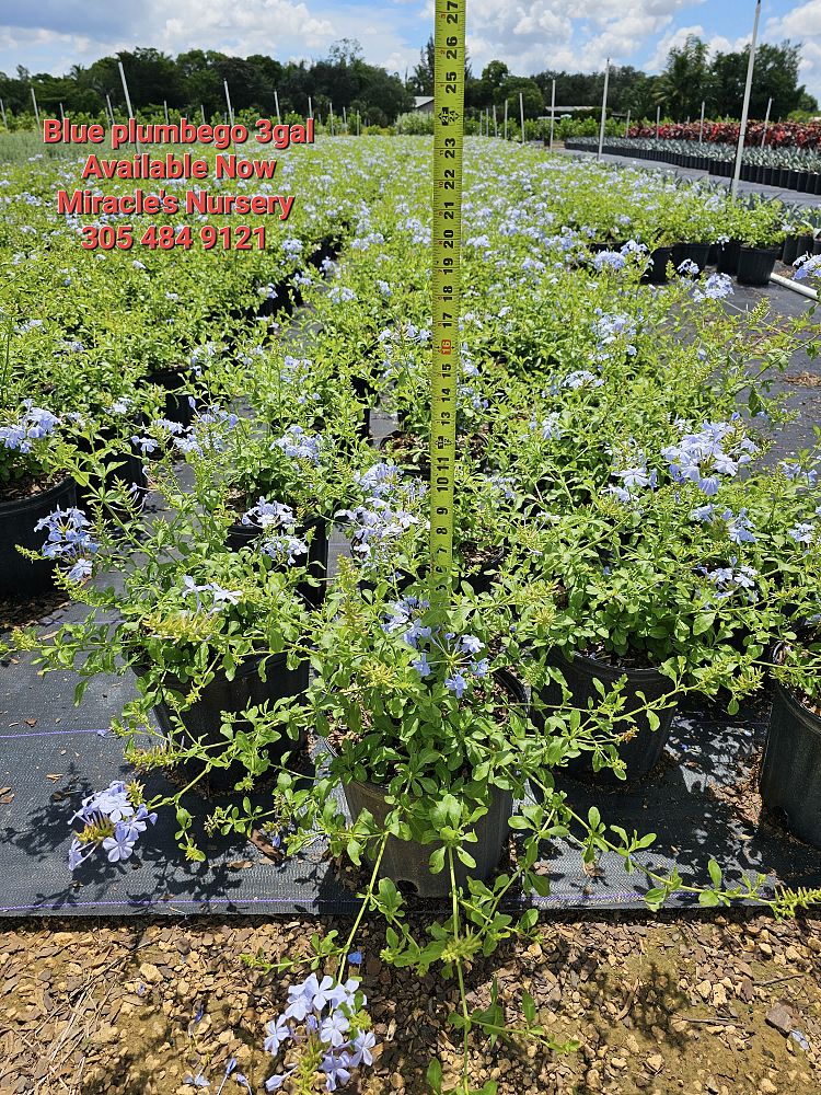 plumbago-auriculata-imperial-blue-cape-leadwort