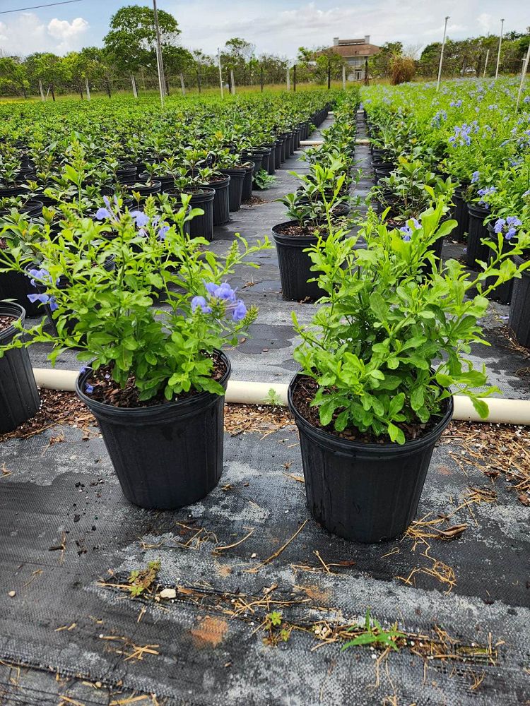 plumbago-auriculata-imperial-blue-cape-leadwort