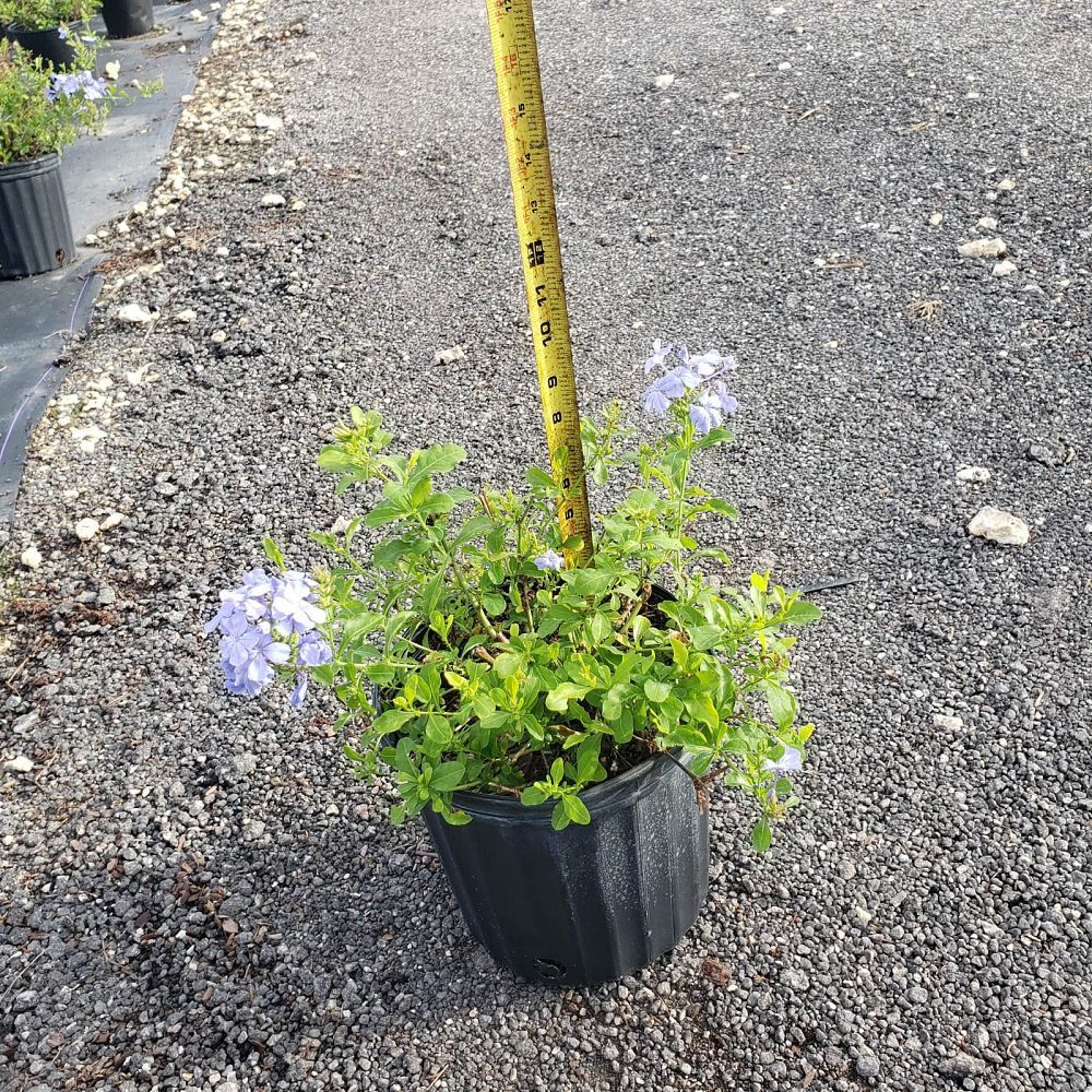 plumbago-auriculata-imperial-blue-cape-leadwort