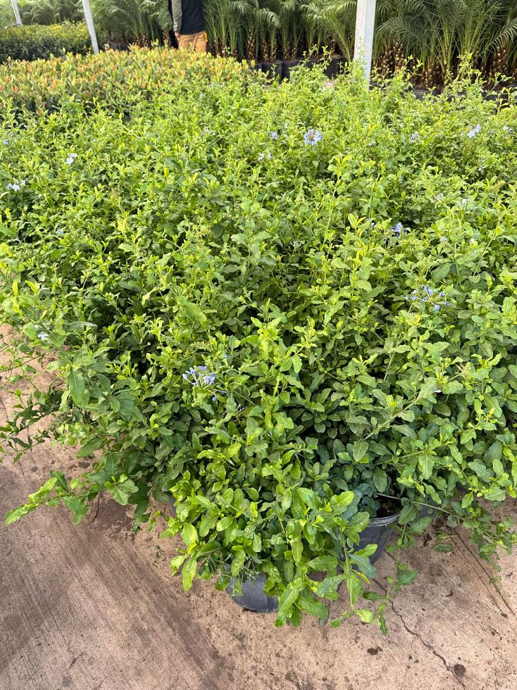 plumbago-auriculata-imperial-blue-cape-leadwort