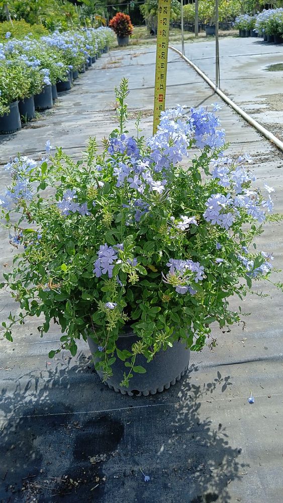 plumbago-auriculata-imperial-blue-cape-leadwort
