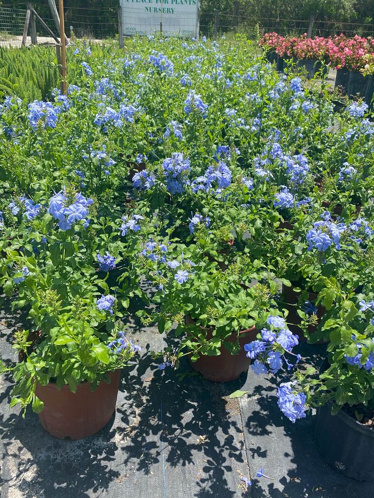 plumbago-auriculata-imperial-blue-cape-leadwort