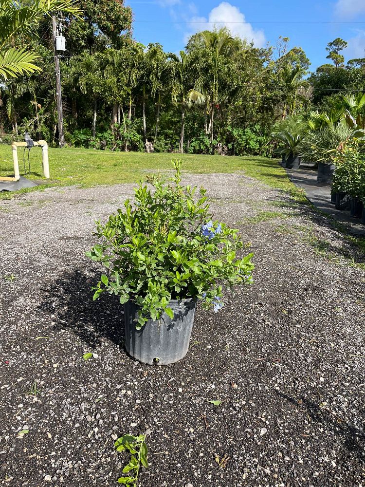 plumbago-auriculata-imperial-blue-cape-leadwort