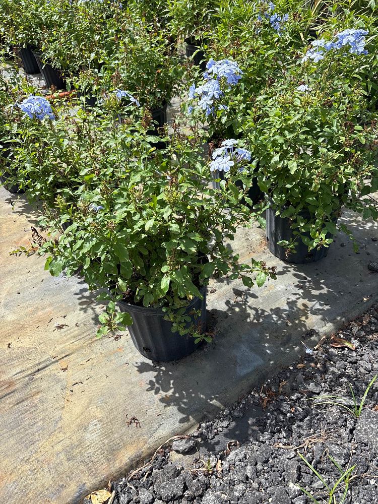 plumbago-auriculata-imperial-blue-cape-leadwort