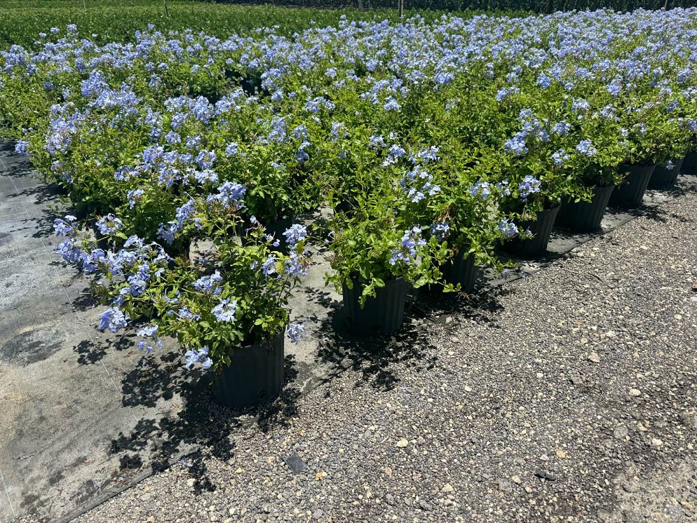 plumbago-auriculata-imperial-blue-cape-leadwort
