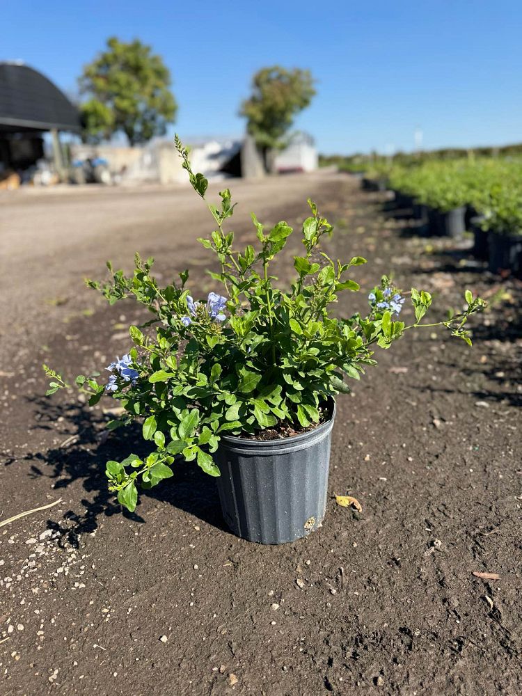 plumbago-auriculata-imperial-blue-cape-leadwort