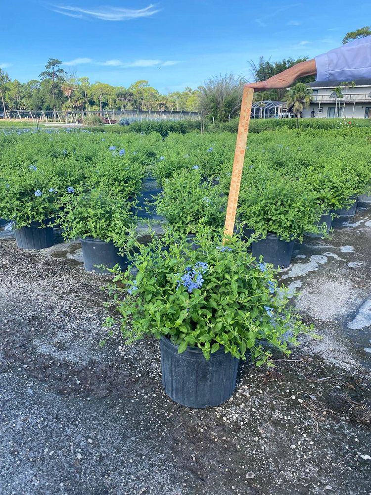 plumbago-auriculata-imperial-blue-cape-leadwort