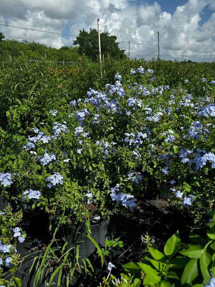 plumbago-auriculata-imperial-blue-cape-leadwort