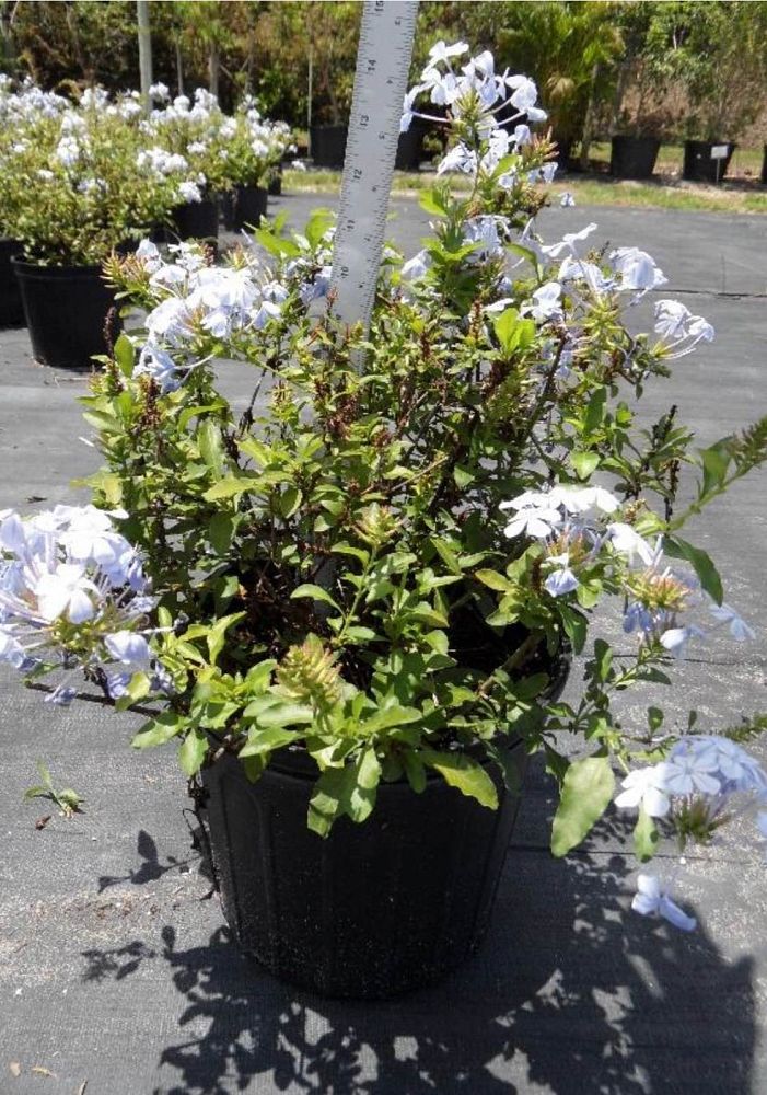plumbago-auriculata-imperial-blue-cape-leadwort