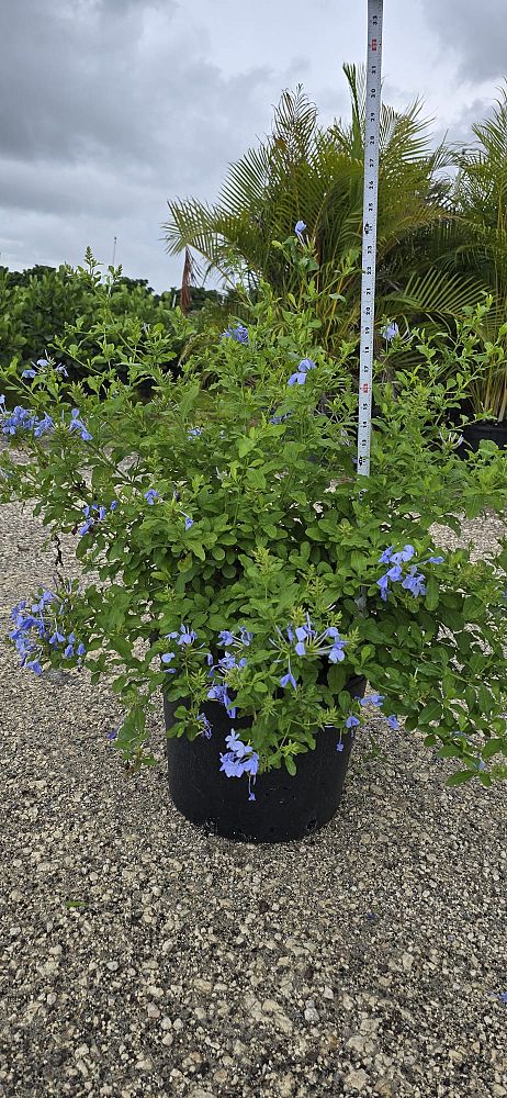 plumbago-auriculata-imperial-blue-cape-leadwort