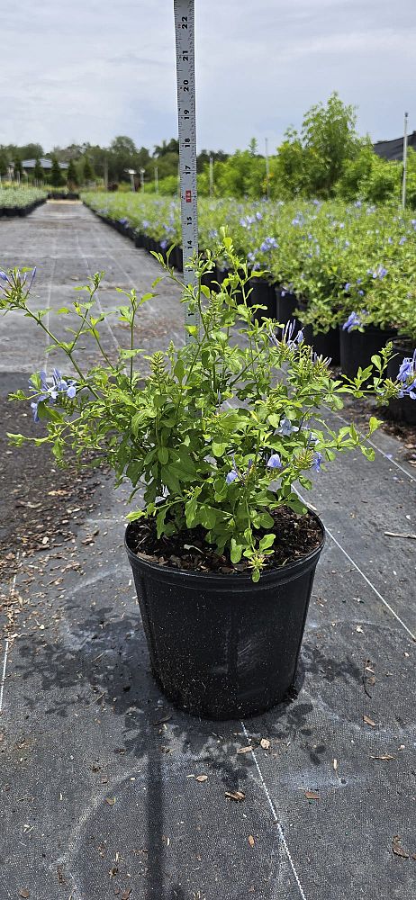 plumbago-auriculata-imperial-blue-cape-leadwort