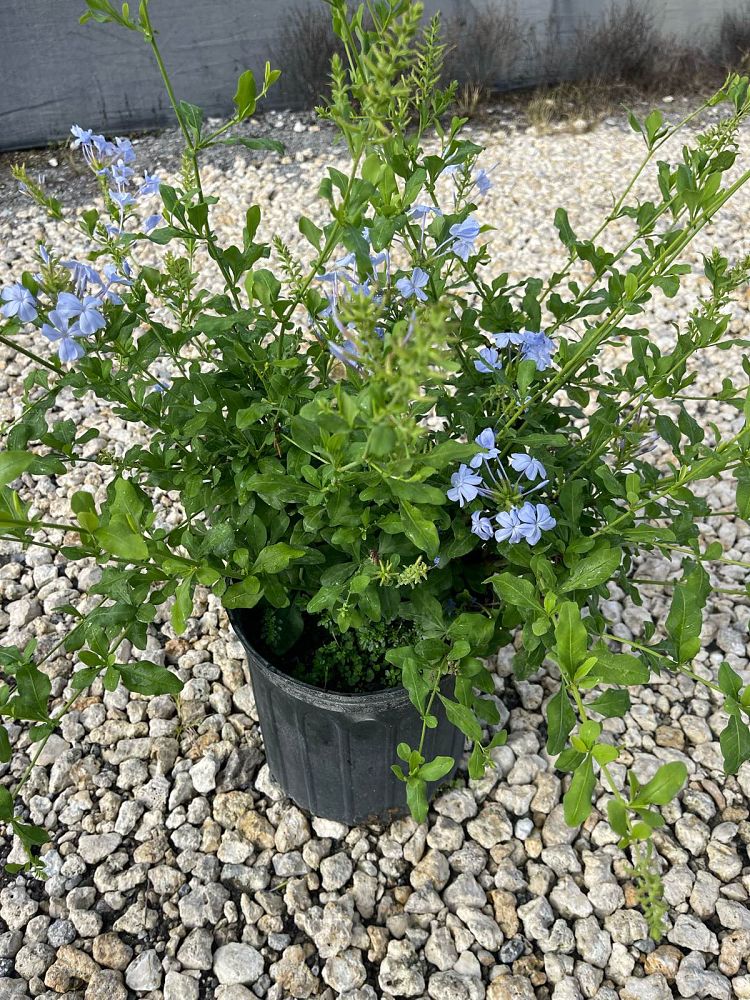 plumbago-auriculata-imperial-blue-cape-leadwort
