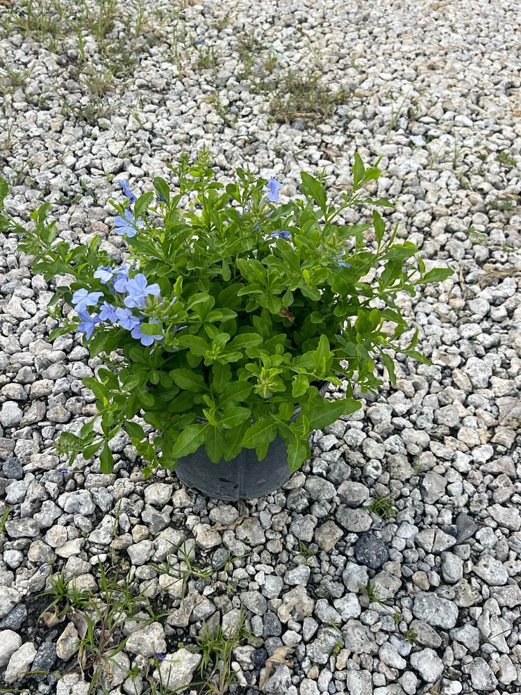 plumbago-auriculata-imperial-blue-cape-leadwort