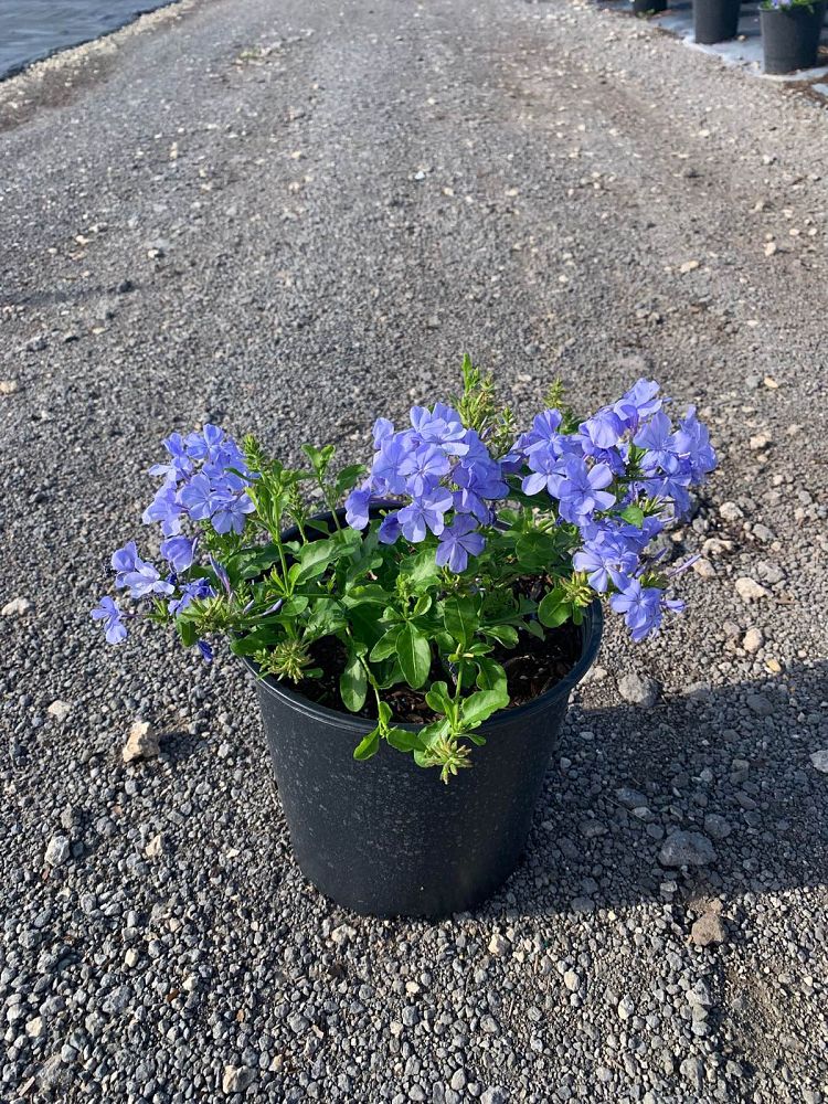 plumbago-auriculata-imperial-blue-cape-leadwort