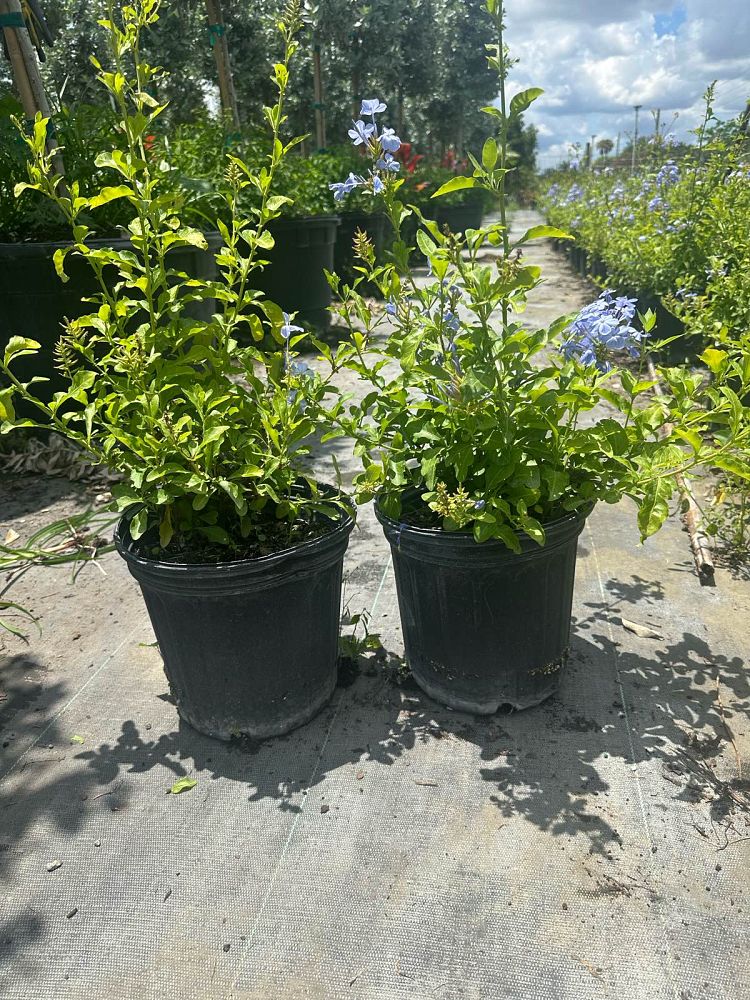 plumbago-auriculata-imperial-blue-cape-leadwort