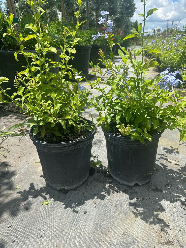 plumbago-auriculata-imperial-blue-cape-leadwort