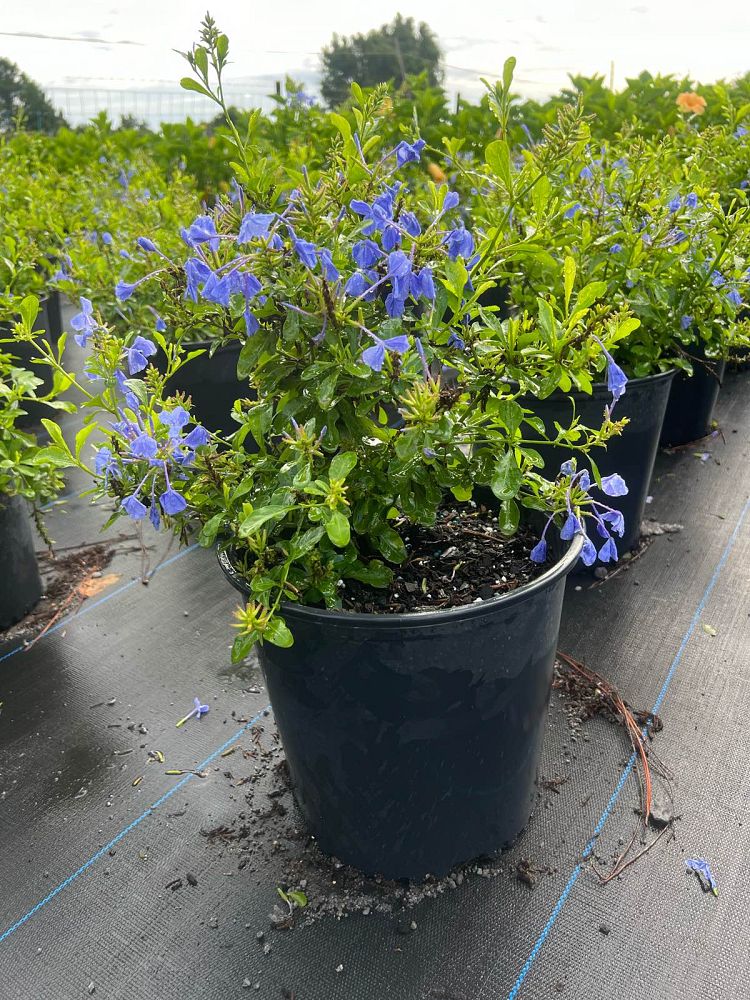 plumbago-auriculata-imperial-blue-cape-leadwort